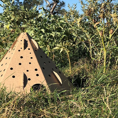 Safe house: A habitat pod in the field ... the cardboard shelters are six-sided pyramids and come in an easy-to-assemble flat pack.