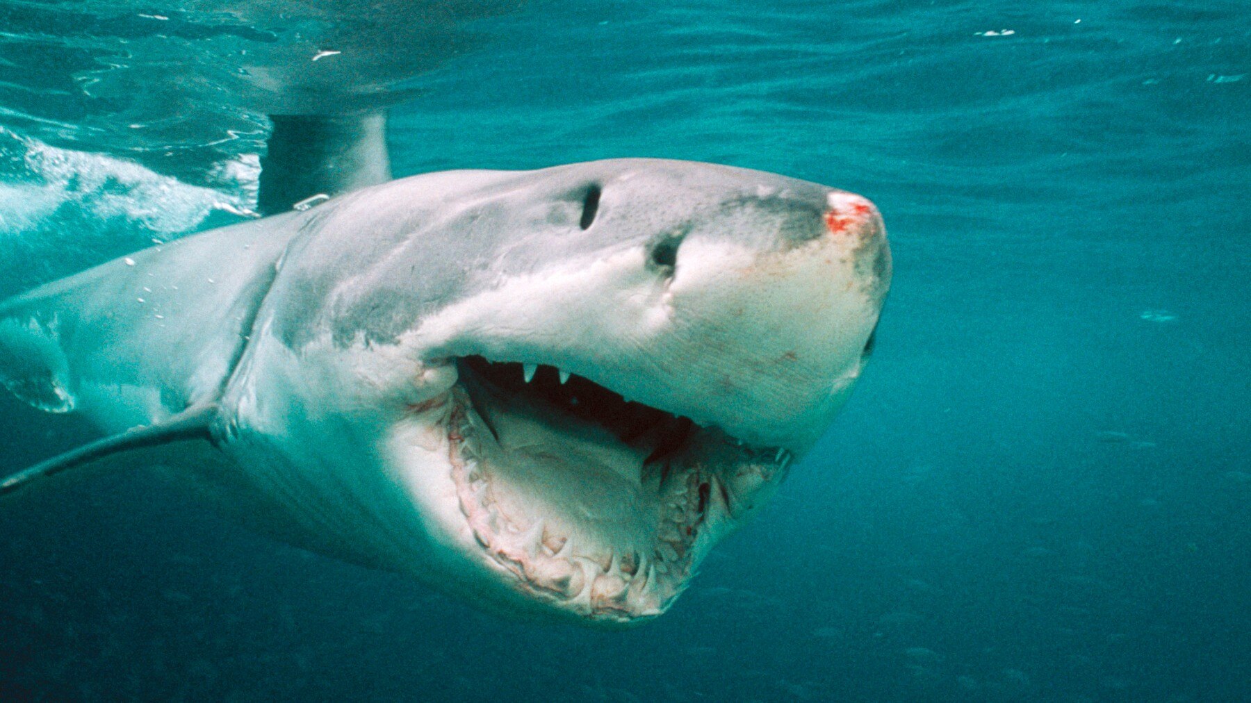 Great white. white pointer shark.