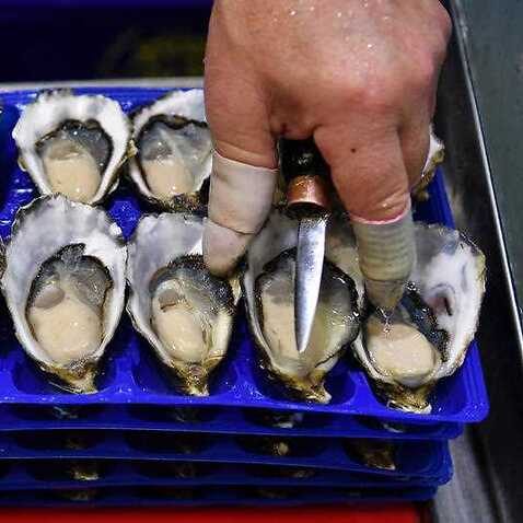 Oysters on sale at the Sydney Fish Market.