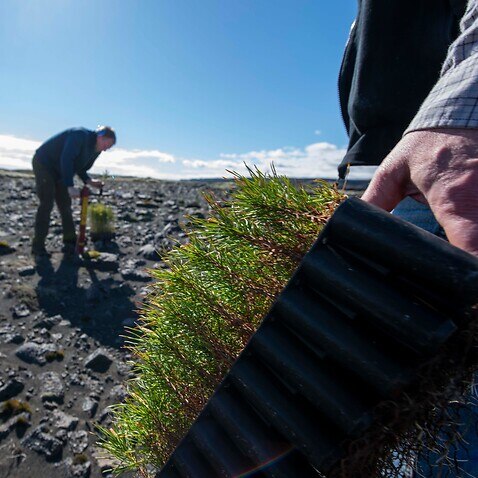 Adalsteinn Sigurgeirsson (R), Deputy director of the Icelandic Forest Service and Hreinn Oskarsson, director of coordination and head of strategy at the Icelandic Forest Service take part in tree planting at Lava filde near Thorlakshofn, Iceland on May 21