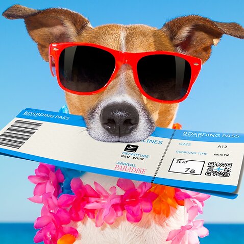 chek in boarding pass summer dog