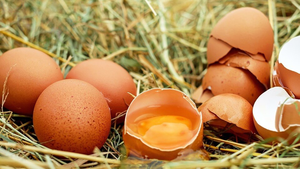 Free range eggs vs caged eggs – What’s the Difference?