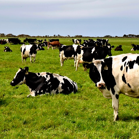 There are dire warnings from the dairy industry about the impact of supply chain pressures.