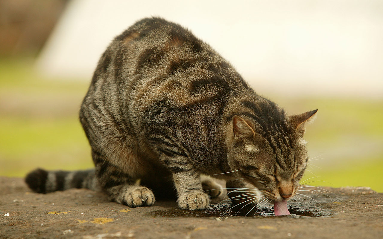 australia-s-feral-cats-kill-one-million-reptiles-every-day-study-sbs