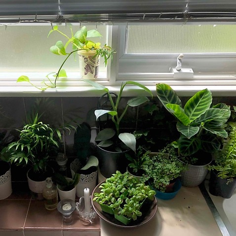 Growing plants and herbs in the bathroom