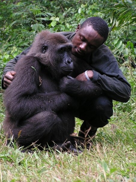 Bruno Djakou worked with orphaned gorillas in Cameroon. 