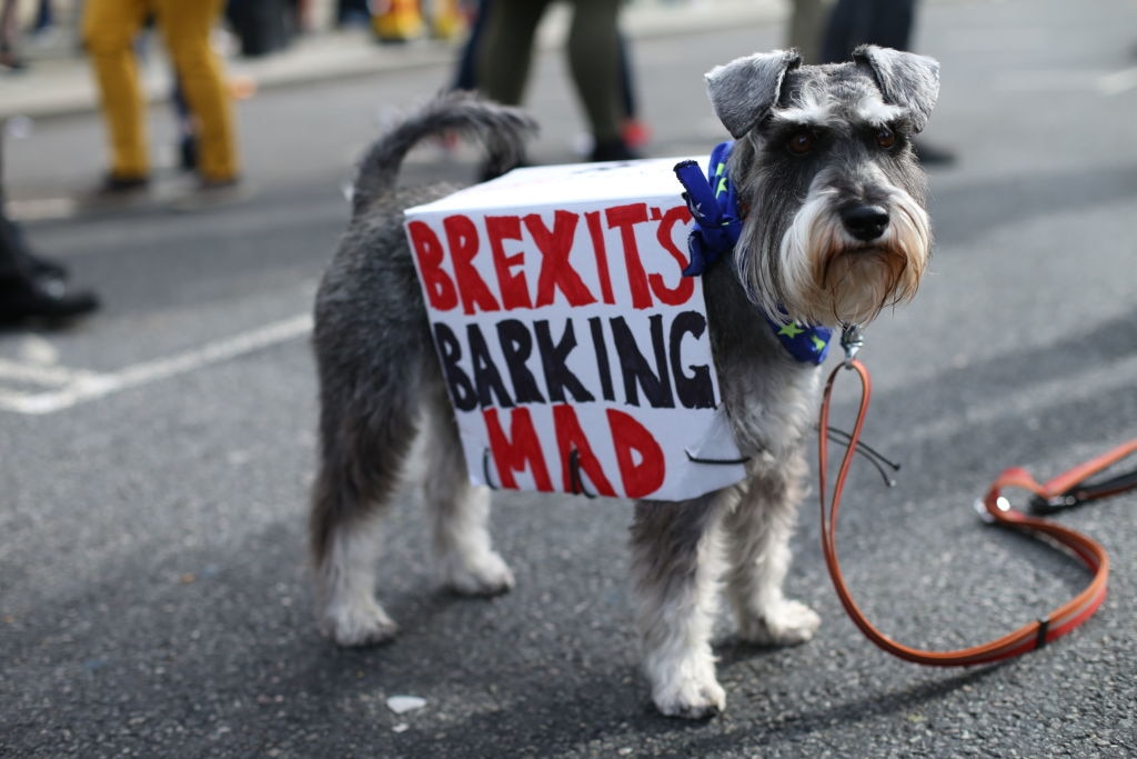 A dog wears a banner during the 'Wooferendum march' in central London where dog owners and their pets gather to demand a new Brexit referendum.