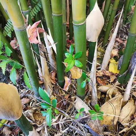 竹子虽然风雅但容易窜根，最好种在盆里