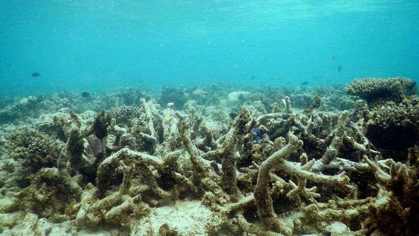 File photo of degraded coral reefs at Lizard Island, Northern Great Barrier Reef, Australia.