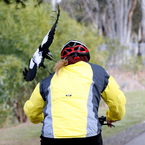Magpies can be aggressive to cyclists in Australia.
