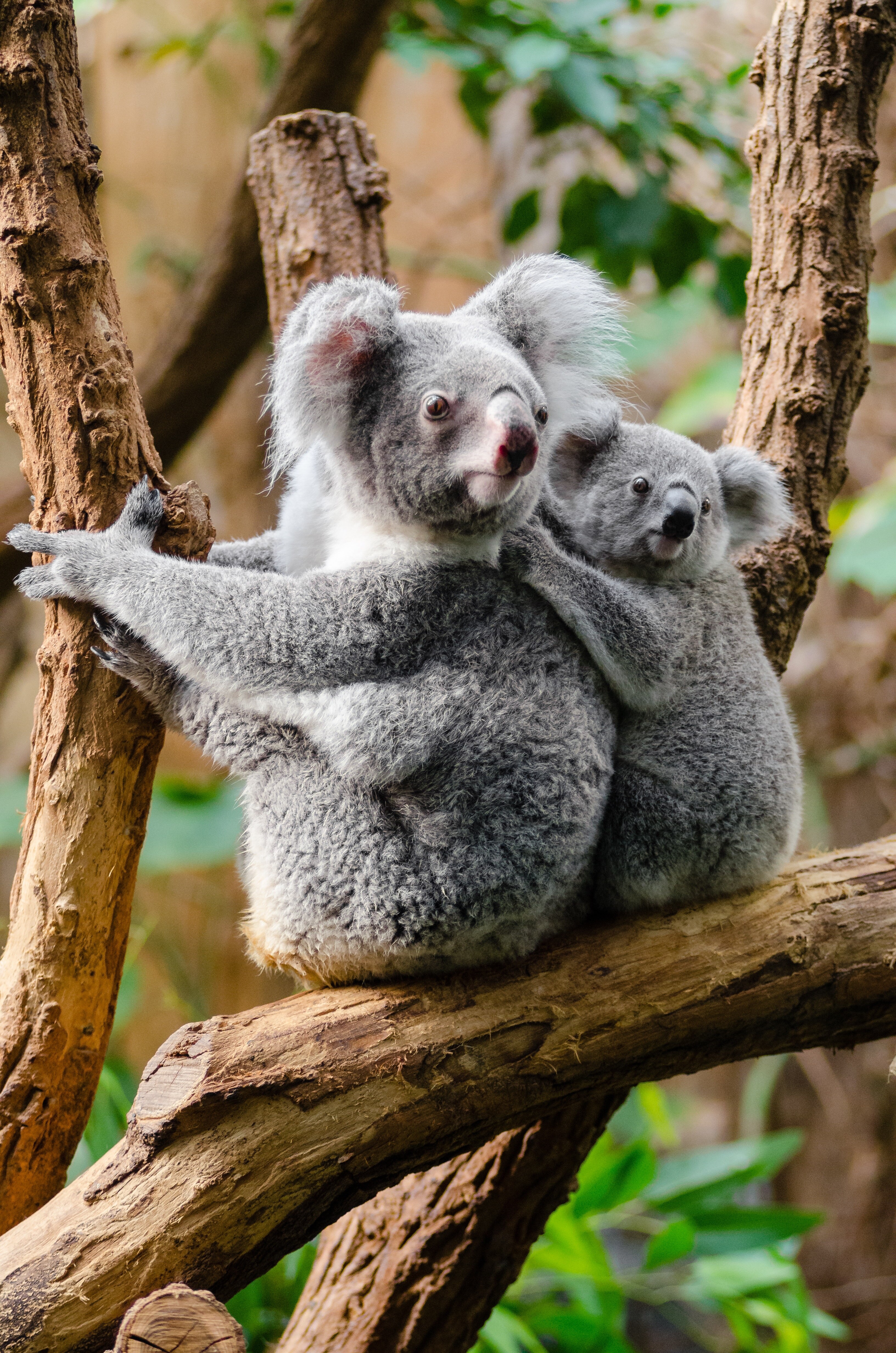 Koala Bears on a Tree Trunk