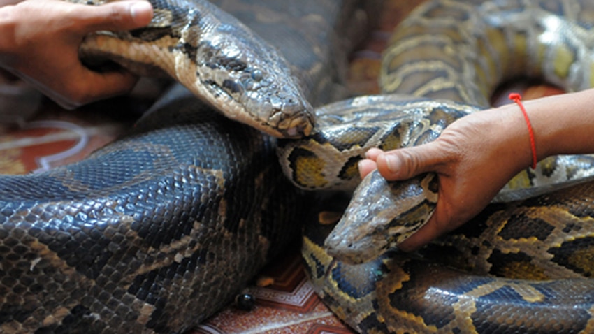 Giant snake may break record | SBS News