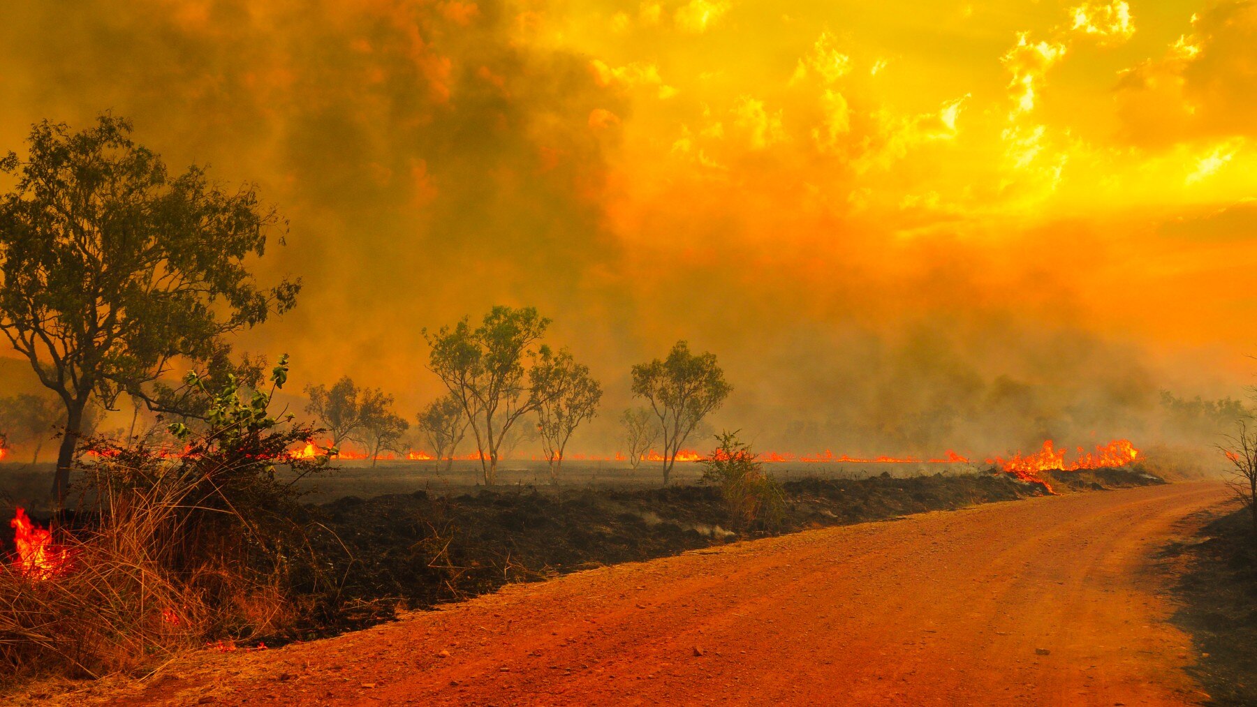 How to prepare for bush fire in your area