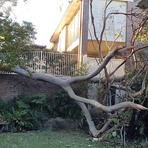 A partially fallen tree hit the end of the house in the area of Greys Point, Sydney, May 2019.