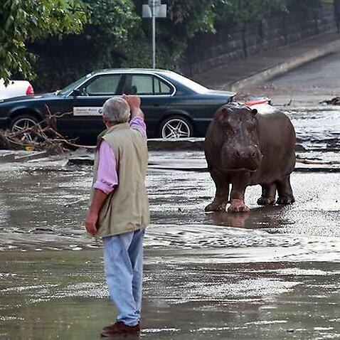  A handout picture provided by the Georgian Prime Minister's press office shows a hippopotamus walking on a flooded street in Tbilisi. 