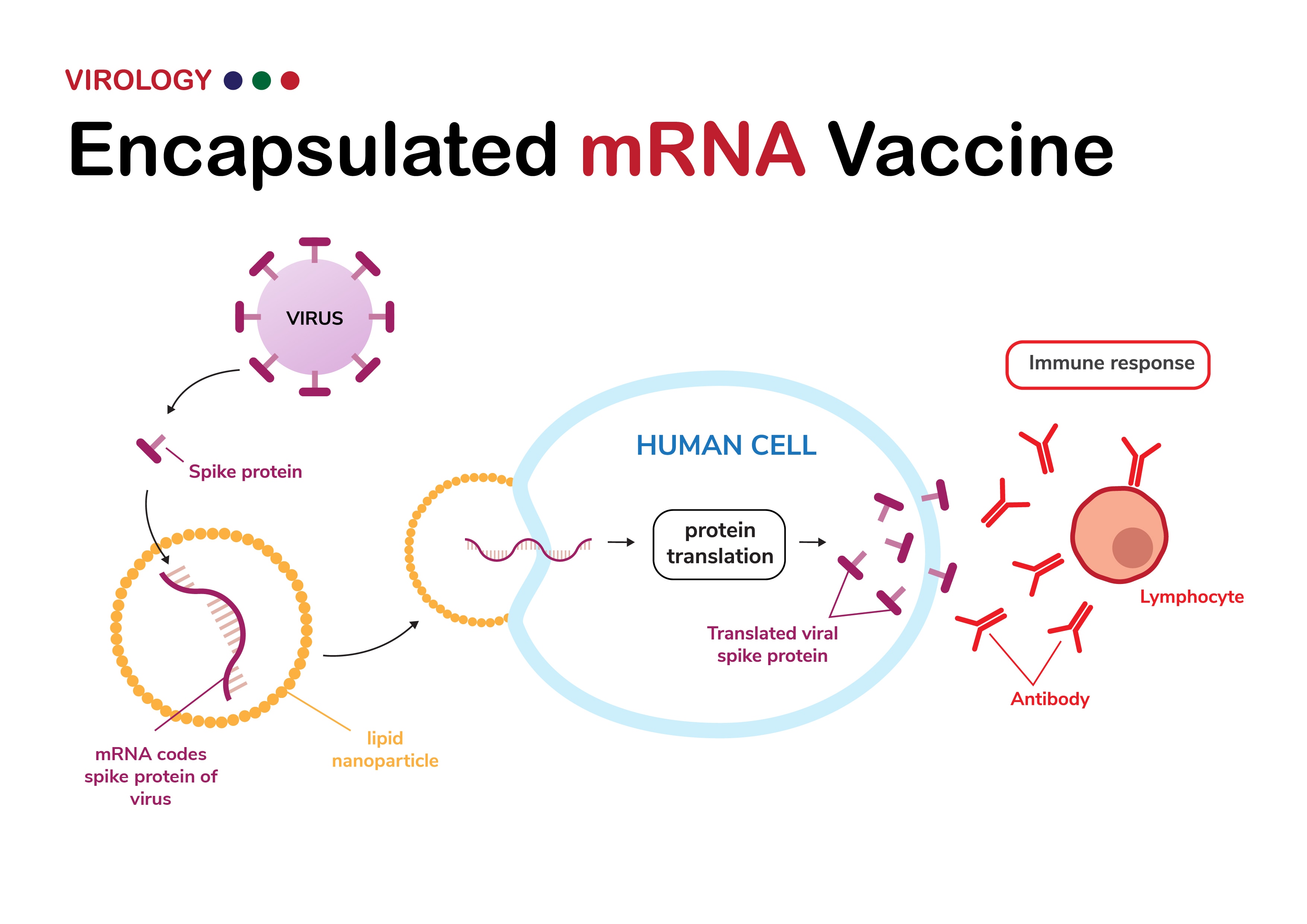 Diagram show meaning of encapsulated mRNA vaccine from viral spike protein (developed from COVID-19 or SARS-CoV-2) and how its work for immune response