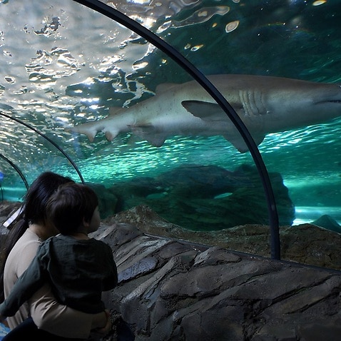 Having surpassed the 70 per cent double-dose vaccination milestone, visitors are seen at the reopening of the Sea Life Aquarium at Darling Harbour in Sydney