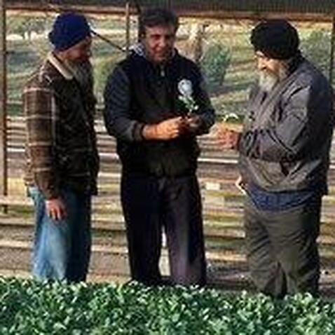 Punjabi farmers Amandeep Sidhu (middle), Charnamat Singh and Mukhtiar Singh