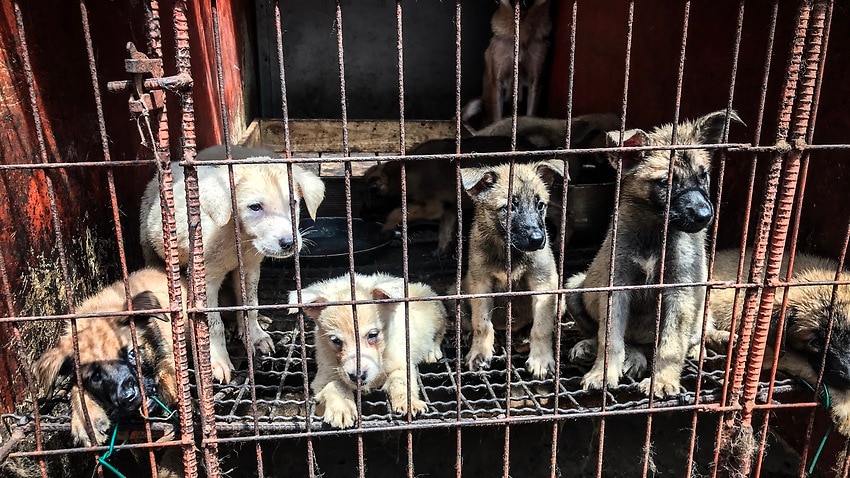 South Korean Dog Shelter Operator Confesses To Secretly Killing 