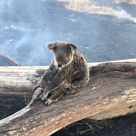 Jimboomba Police rescued the koala and her joey from fire in the Gold Coast hinterland.