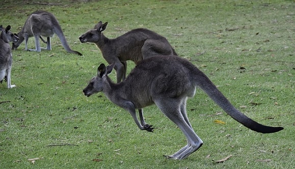 kangaroo cull