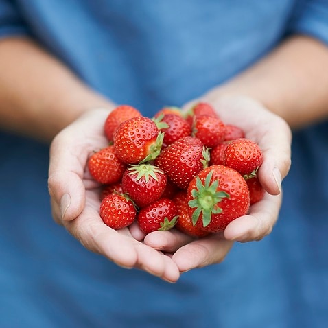 Woman holding fresh strawberries in hands, close up.