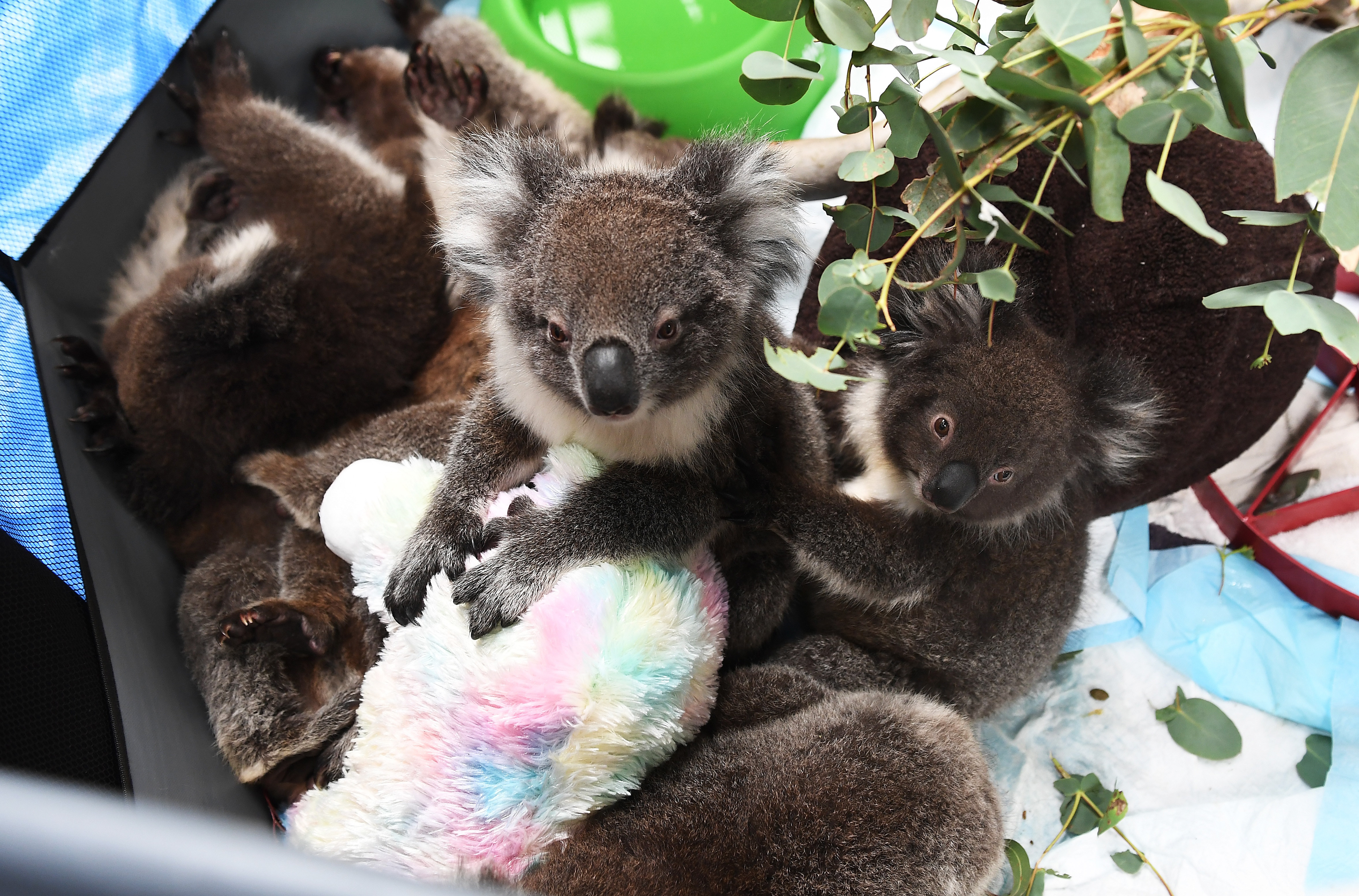 Rescued orphaned baby koals at Adelaide Koala Rescue.