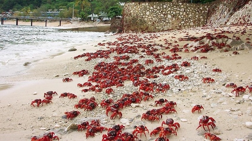 SBS Language | Virtual travel to the annual crab migration