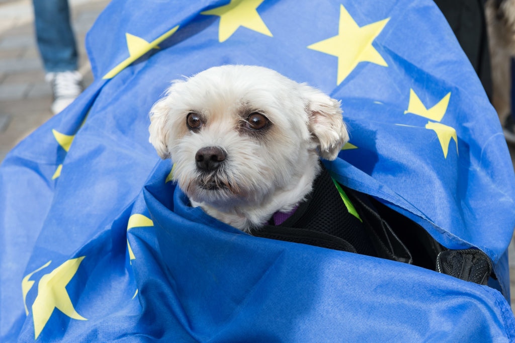 A dog wrapped in EU flag poses for a photo as anti-Brexit dog owners and their canine companions gather for a 'Wooferendum' march through central London.