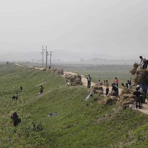 People work in corn fields, Wednesday, June 24, 2015 in South Hwanghae, North Korea. 