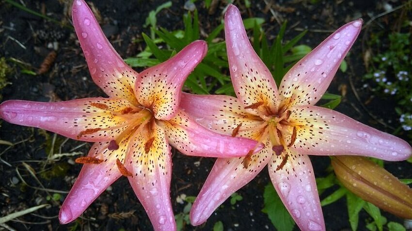 SBS Language | Gardening: How to grow Lily