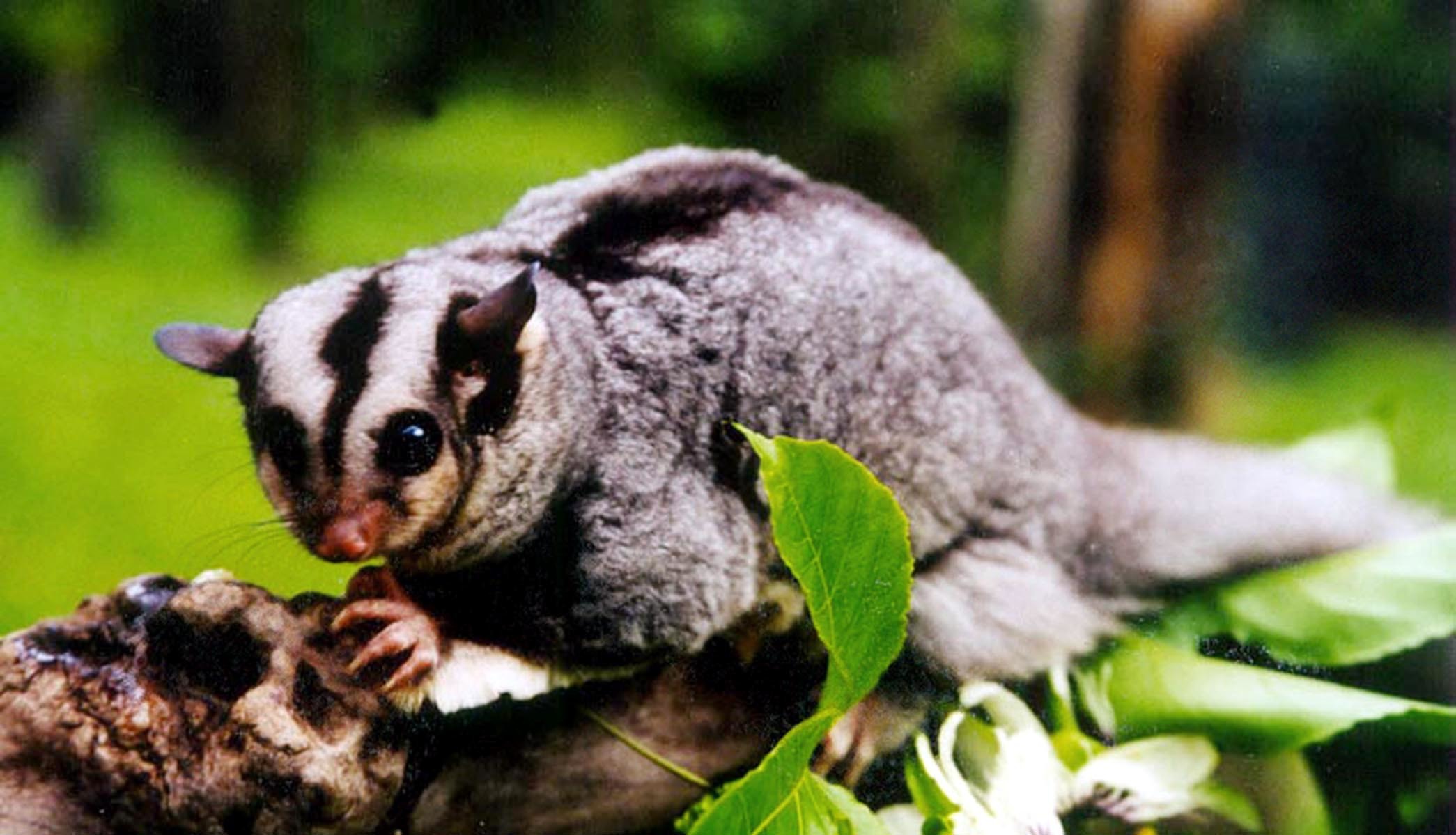 The endangered mahogany glider.