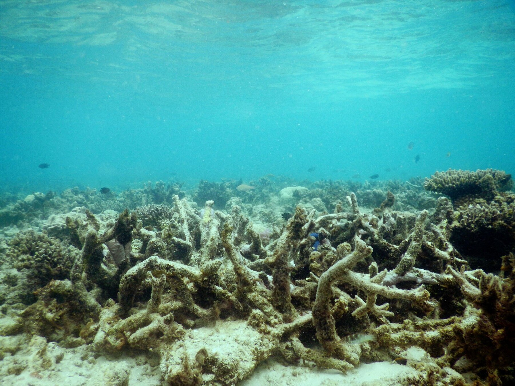 Degraded coral reefs at Lizard Island, Northern Great Barrier Reef 