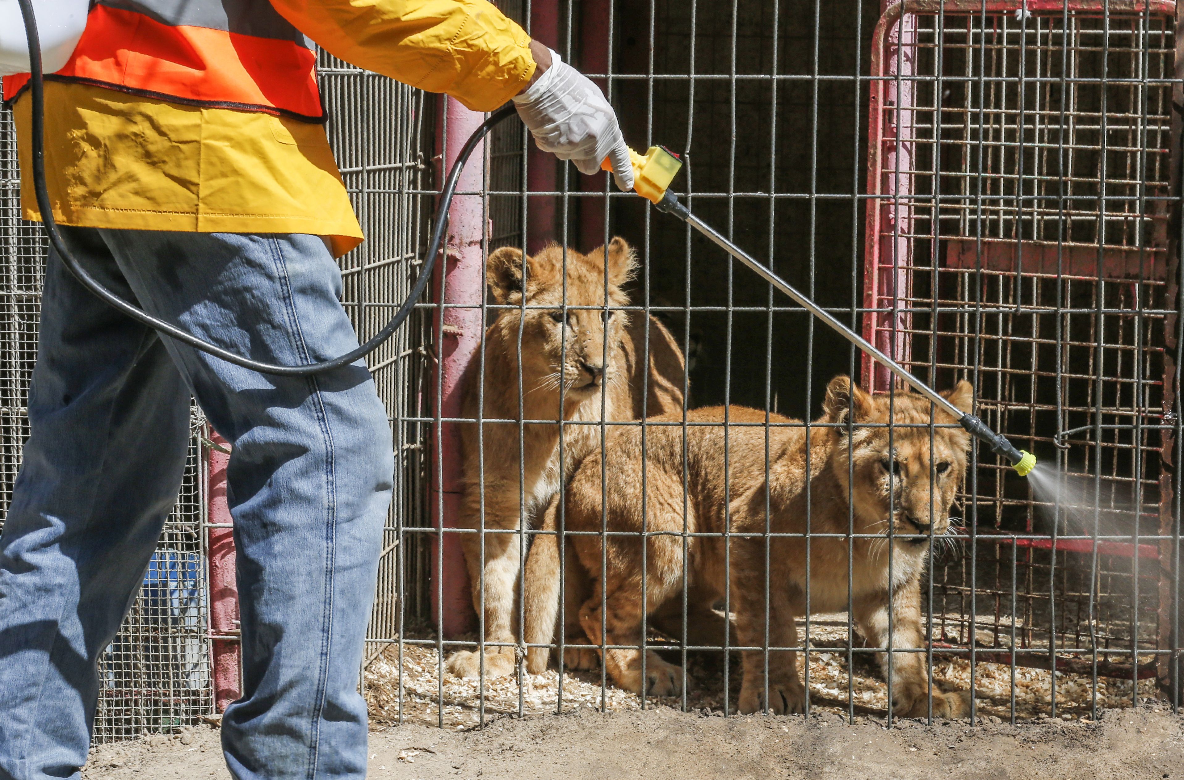 A Palestinian municipality worker disinfects the enclosures at Rafah Zoo in the southern Gaza Strip on March 11, 2020 amid the spread of coronavirus.