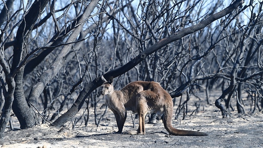 A kangaroo is seen at the Flinders Chase National Park during bushfires on Kangaroo Island.