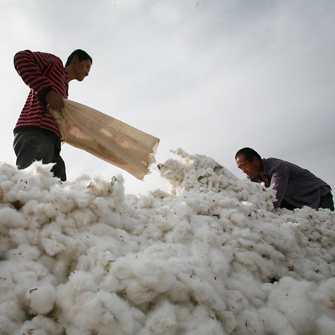 A farmer transports picked cotton on a farm on the outskirts of Hami, Xinjiang Uighur Autonomous Region.