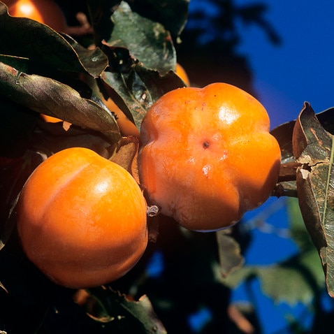 PERSIMMONS / Sharon Fruit (Diospyros kaki) (AAP/Mary Evans/Ardea/Bob Gibbons) | NO ARCHIVING, EDITORIAL USE ONLY