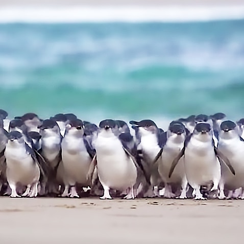 Penguin Parade Live stream