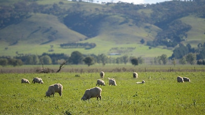 中國非洲豬瘟助攻加美國需求升澳洲羊肉5月出口量急升20%
