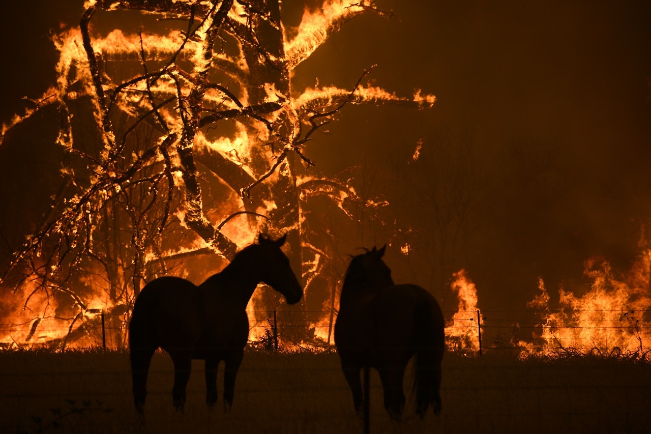 Horses in a paddock as the Gospers Mountain Fire impacts Bilpin.