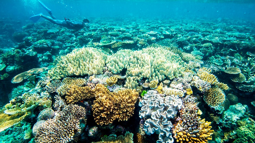 Image for read more article 'Top Nationals MP calls for UN body to prove it ran more than a 'desktop review' of Great Barrier Reef'