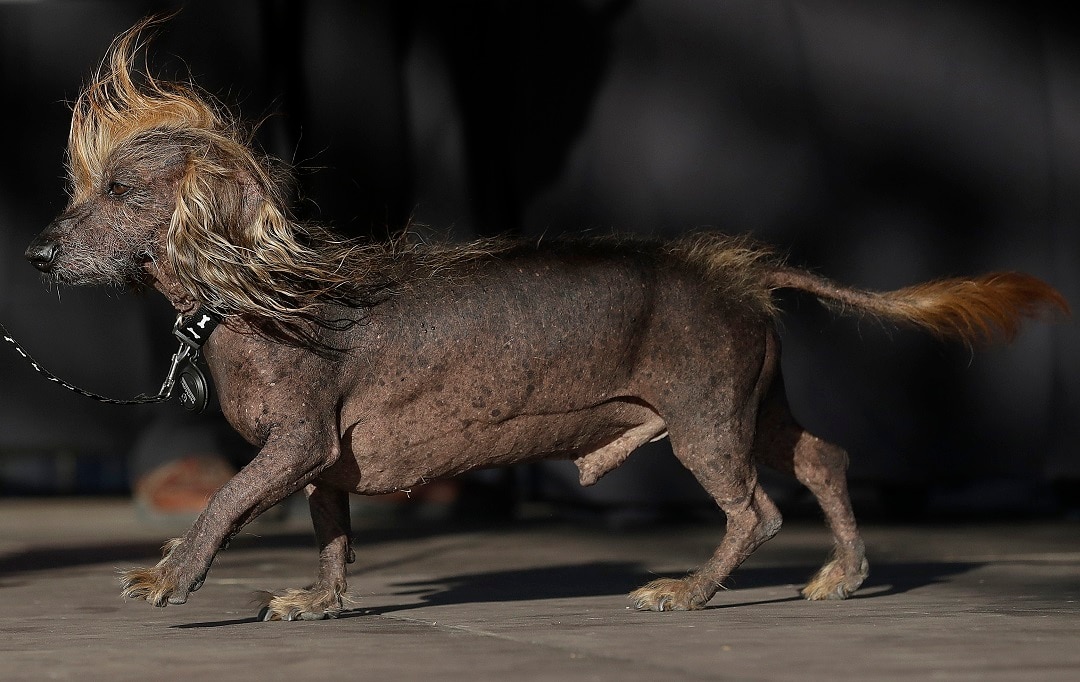 Meet Zsa Zsa, the winner of the World's Ugliest Dog contest | SBS News