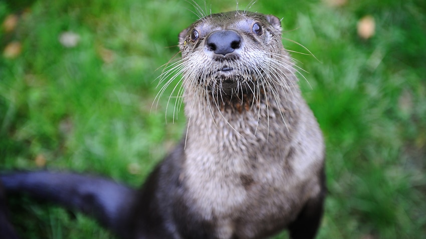 Asian otter species have long been listed as endangered.