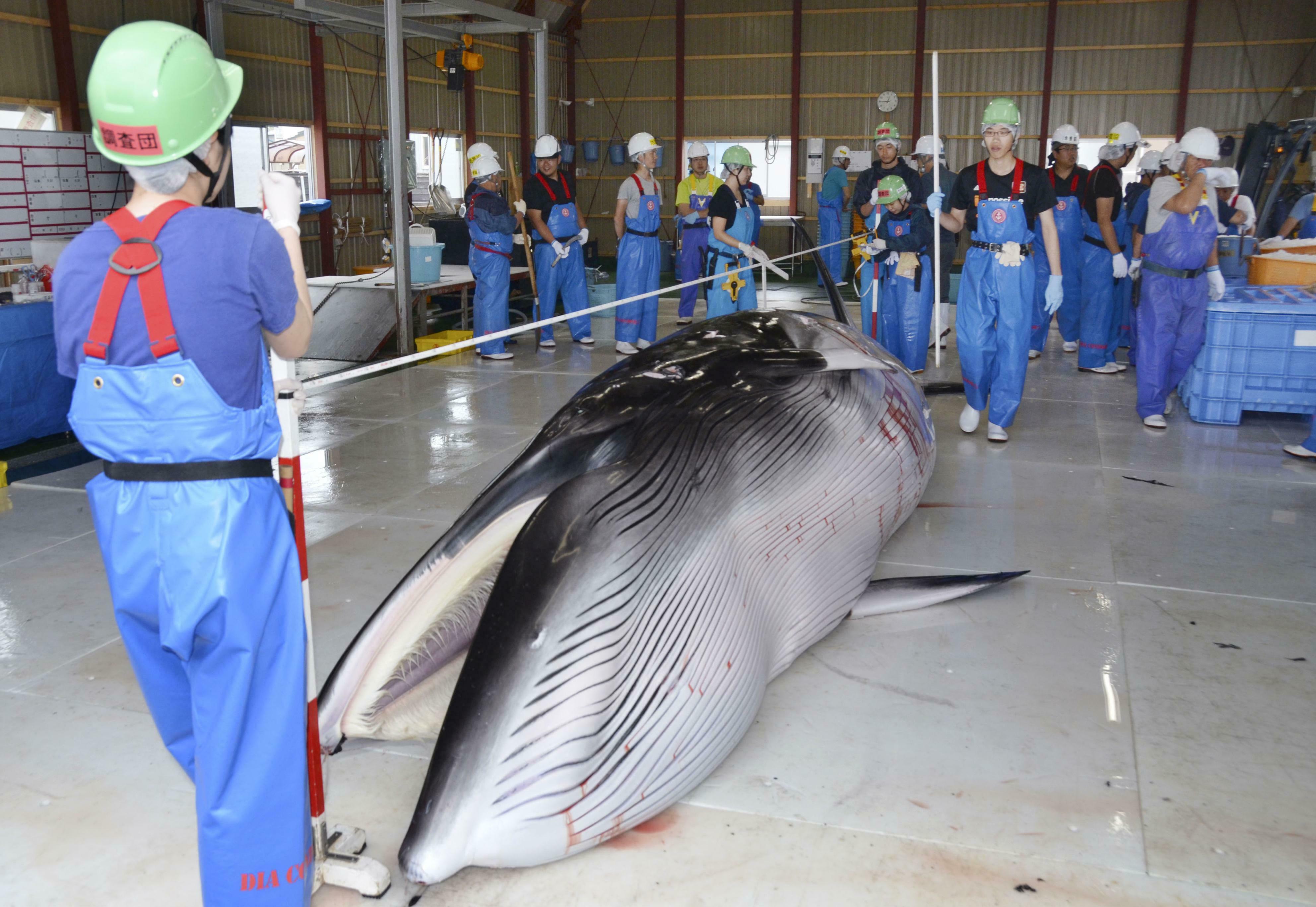 japan-set-to-resume-commercial-whaling-next-week-after-30-year-break