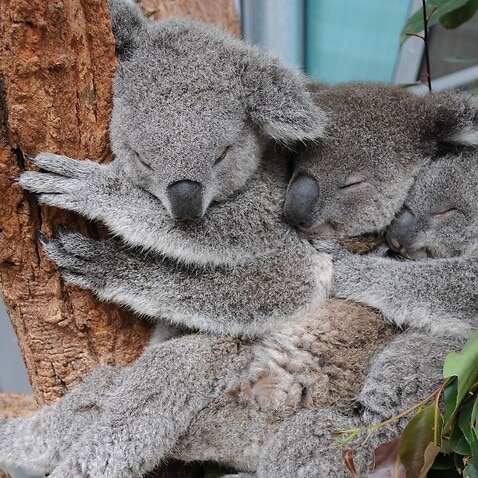 چند کوآلا در یک باغ وحش در سیدنی