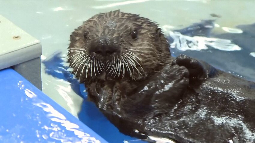 Sea otter pups find new home at Georgia Aquarium - 16x9