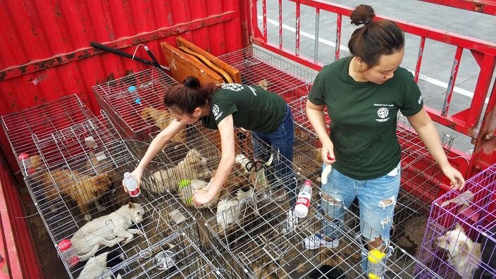 Yulin dogs safe at North China shelter
