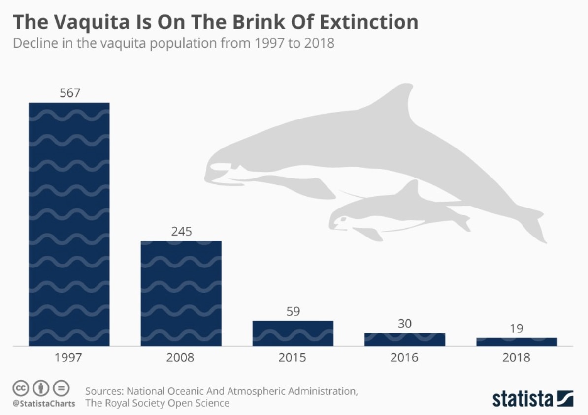 'Cocaine of the sea' How the pursuit of one sea animal is driving two