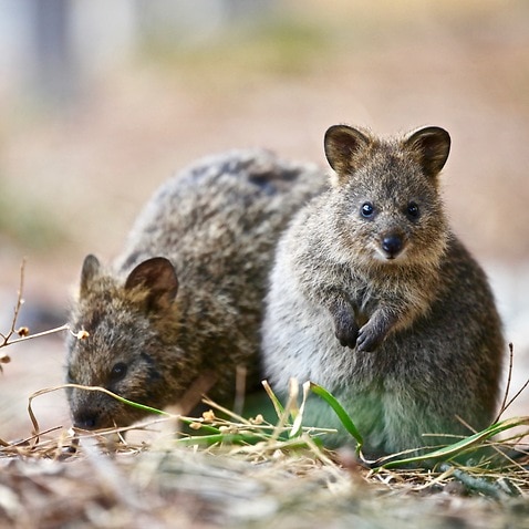 Quokkas are now listed as vulnerable