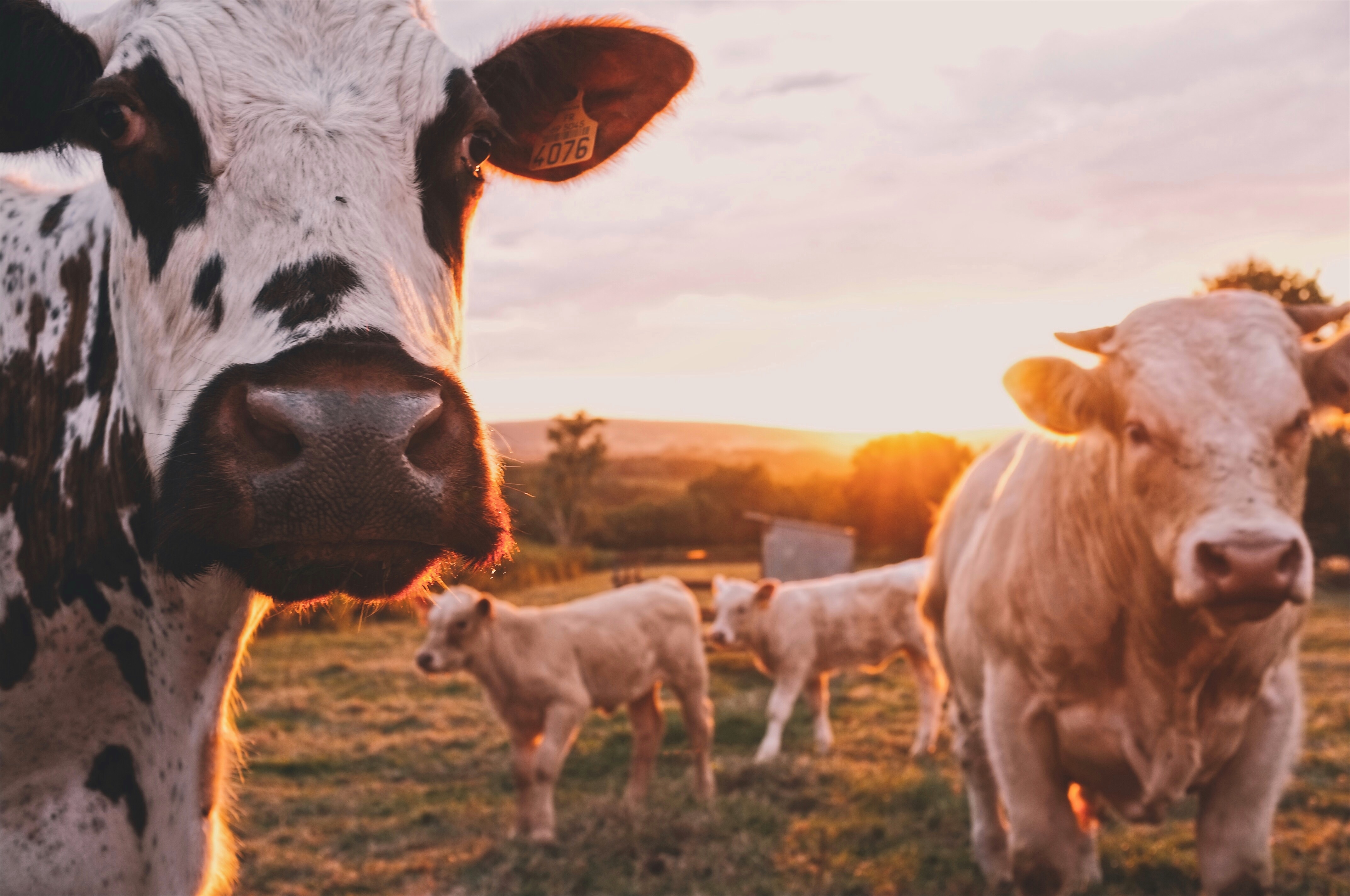 Cattle farming contributes to methane emissions.